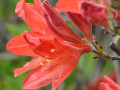 Foto: Zied skaistuļi rododendri