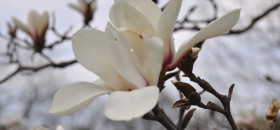 Botāniskajā dārzā uzziedējušas magnolijas
