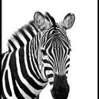 kossu_zebra_5538338