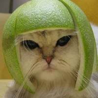 Melone from Hamburg