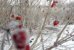 Senlatviešu Ziemassvētku tradīcijas