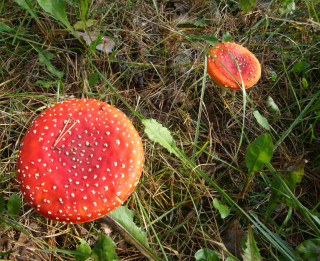 Foto: Rudens sēņu fotosesija