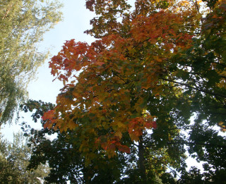 Foto: Rudens