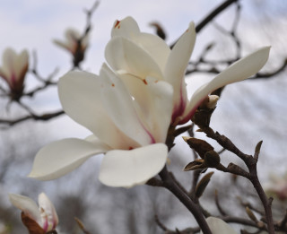 Foto: Botāniskajā dārzā uzziedējušas magnolijas