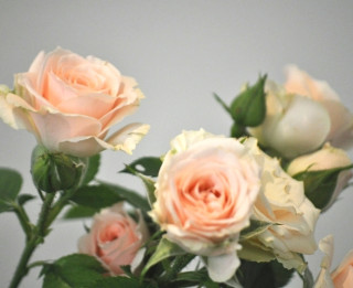 Foto: Dabas muzejā zied un smaržo rozes. 35 foto
