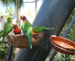 Papagaiļu sugu daudzveidība, vairošanās un uzturs