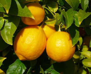 Citroni skaistumam un veselībai