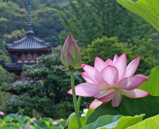 Desmit maģiski ziedi, kas harmonizē, nomāc stresu un aizsargā