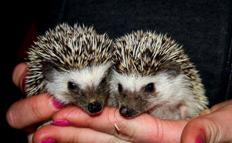 Milzu gliemeži un Āfrikas pundureži pirmoreiz izstādē Ķīpsalā