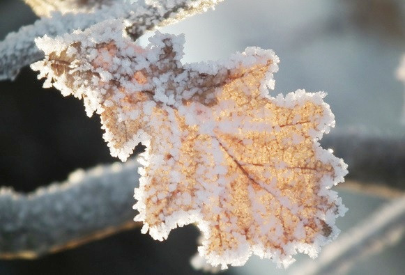 17. janvāra astroloģiskie vēlējumi no Ilzes Reihas