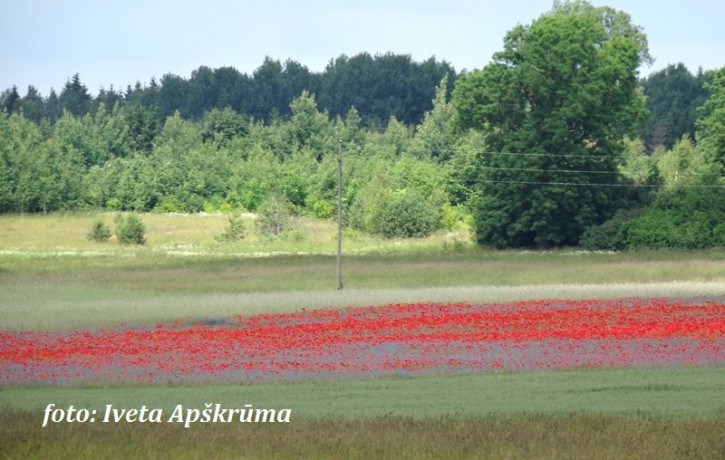 Lauksaimniecībā un mežsaimniecībā strādājošie- nepakļaujiet sevi nevajadzīgam riskam!