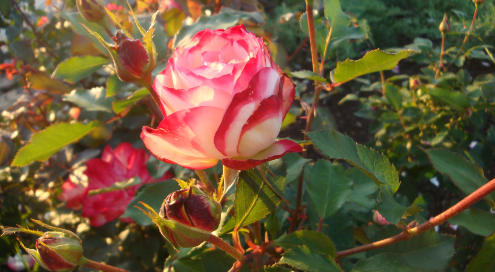 Foto: Apsveikuma kartiņa: Rozes zieds